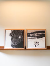 Painted Photographs Collection