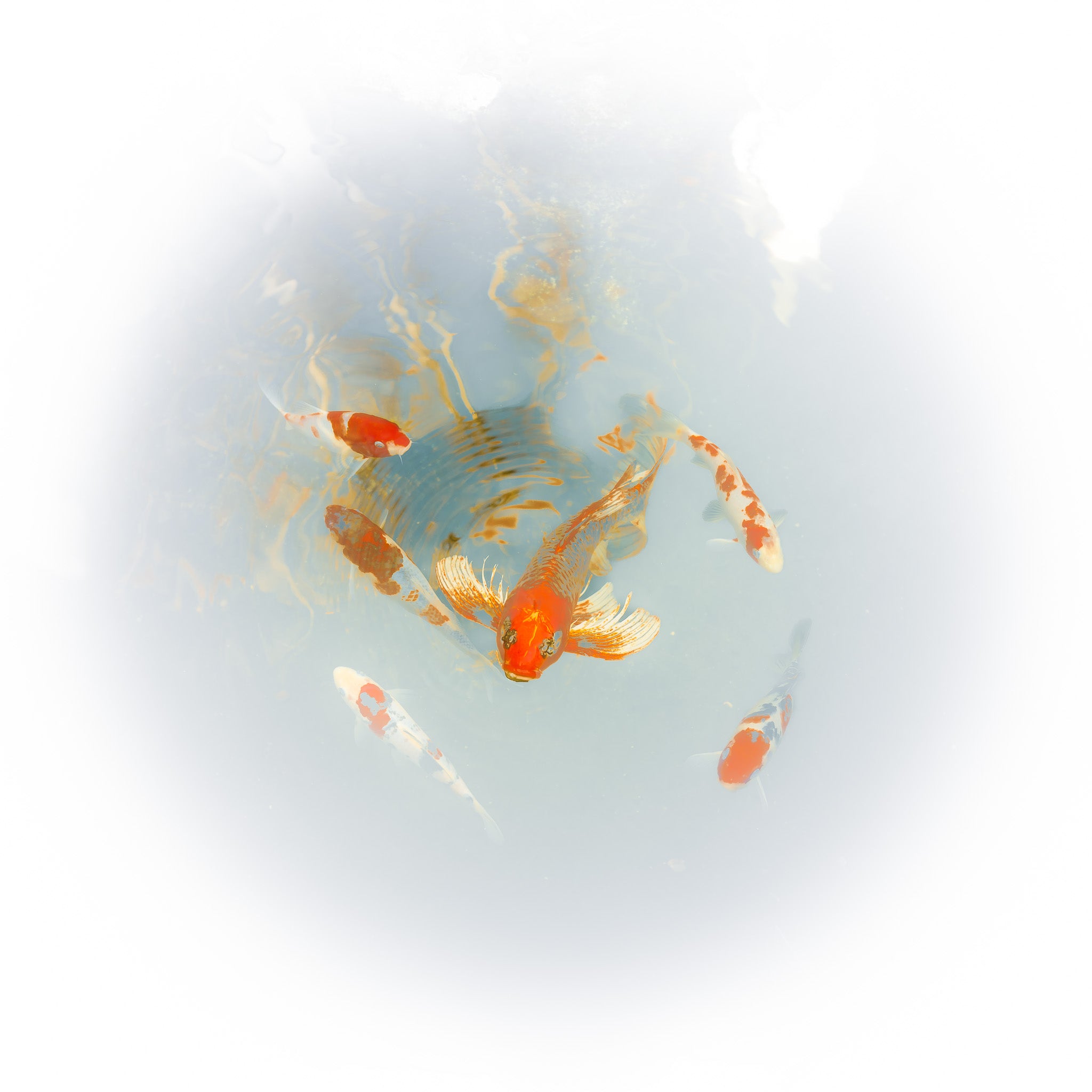 Circle of Six - Edition of 2