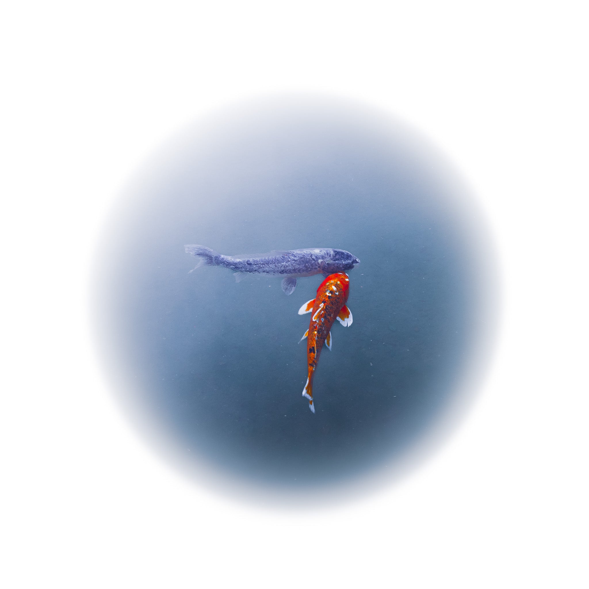 Happy Together III - Edition of 2