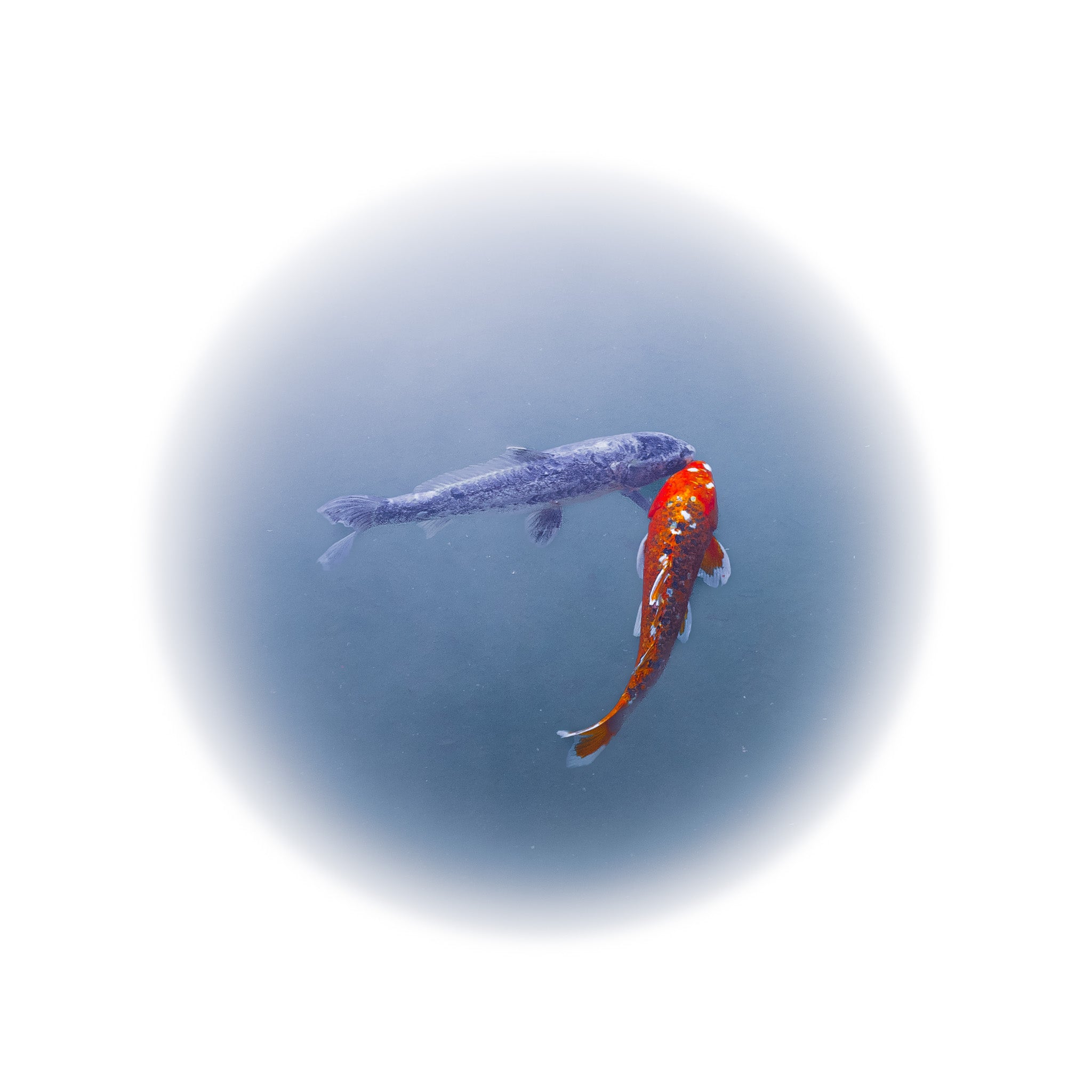 Happy Together IV - Edition of 2