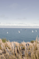 Sail Boats framed by pampas grass overlooking Santa Barbara harbor