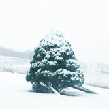 Snow-covered Christmas tree in a field pure white snow.