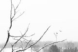 Black and white image of bare tree branches against a snowy landscape