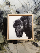 Framed artwork of a black and white photograph of a highland cow on a marble surface
