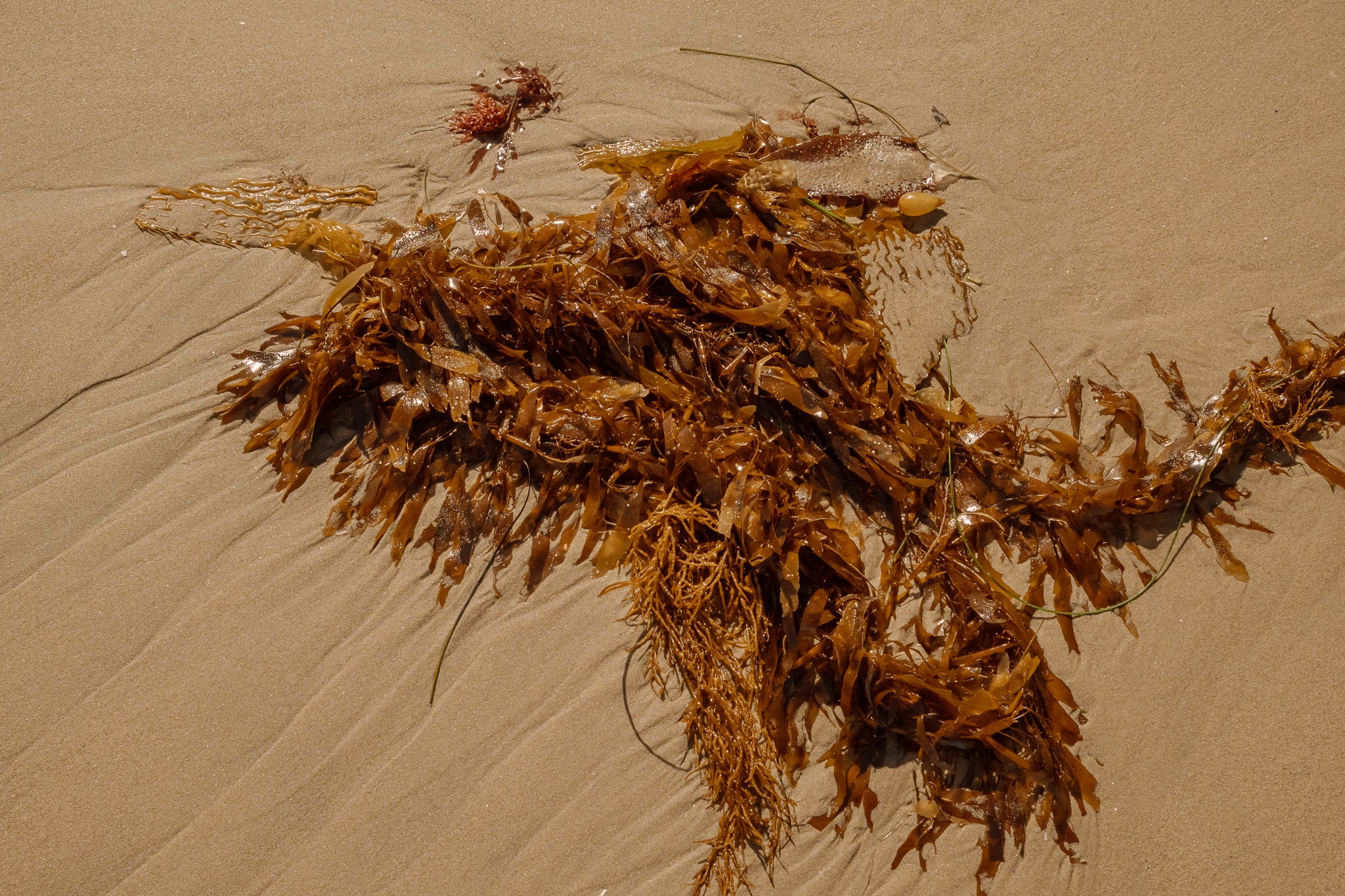 Glistening seaweed on a sandy beach
