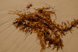 Glistening seaweed on a sandy beach